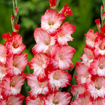 Гладиолус Пинк леди