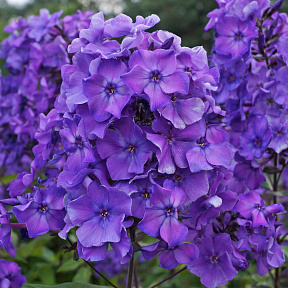 Флокс метельчатый Блю парадайз