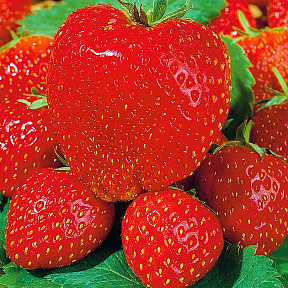Земляника садовая Максим