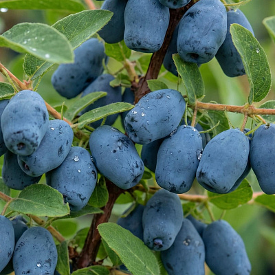 Жимолость Джаинтс Харт