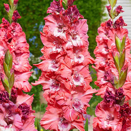 Фото Гладиолус Сызрань