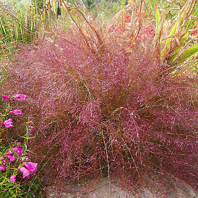 Эрагростис Видная