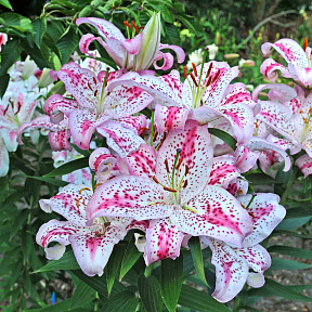 Лилия восточная Солюшн