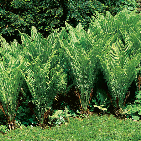 Фото Многорядник Страусник обыкновенный