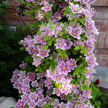 Фото Клематис Биз Джубили