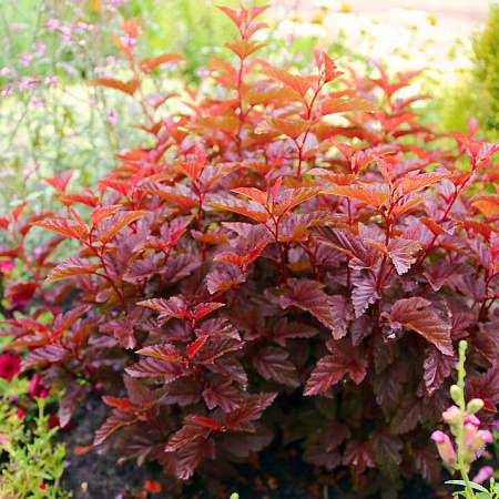 Фото Пузыреплодник калинолистный Литтл Энджел