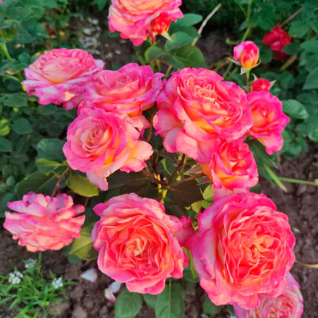 Фото Роза чайно-гибридная Горджес