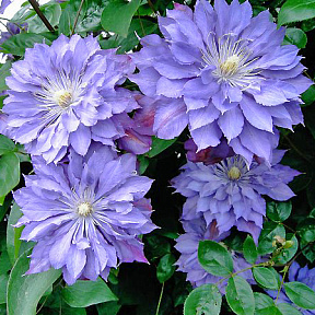 Клематис Кантес оф Лавлейс