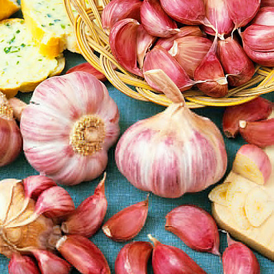 Чеснок озимый Башкирский 85