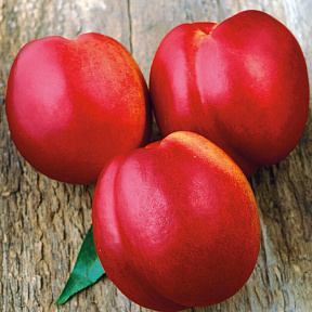 Слива Пионерка