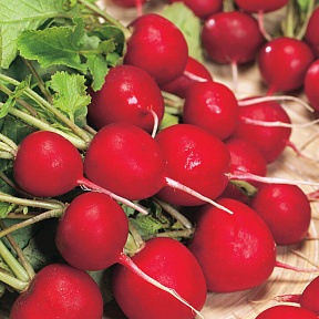 Редис Бодиам 1гр