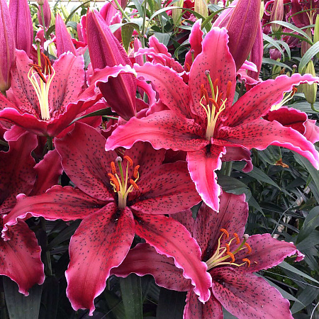 Фото Лилия восточная Блэк Белт