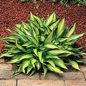 Хоста Лейксайд Литтл Тафт