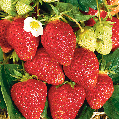 Земляника садовая Ламбада