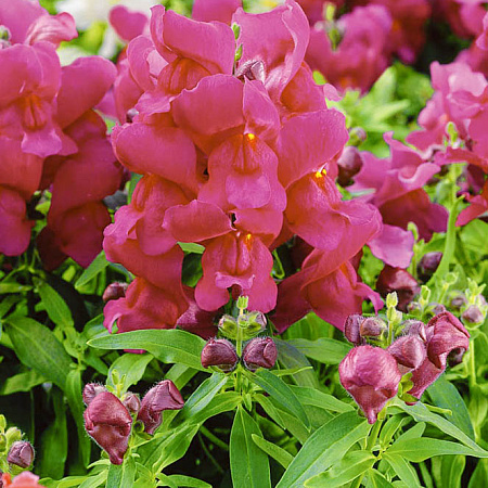 Фото Львиный зев Кимоно Малиновый