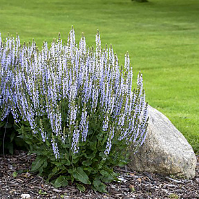 Шалфей Кристал Блю