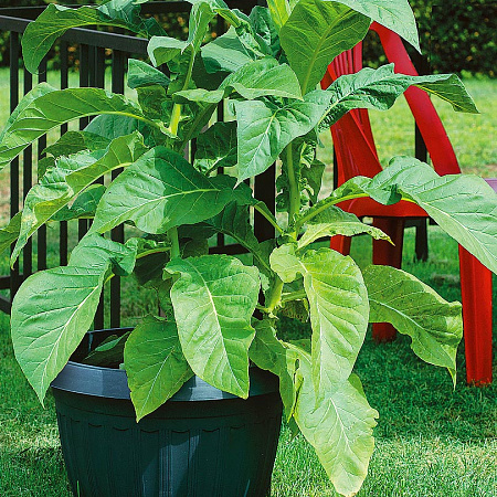 Фото Табак махорка