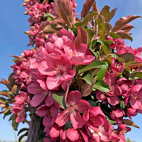 Яблоня декоративная колоновидная Малиновое ожерелье