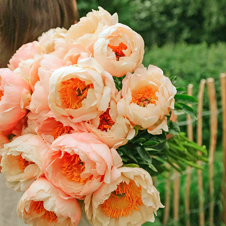 Фото Пион травянистый Кингс Дэй