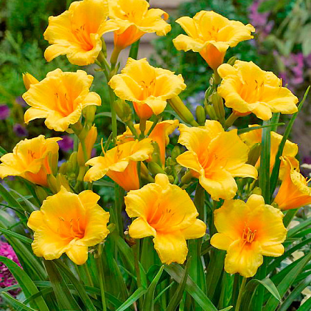 Фото Лилейник Атен