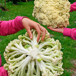 Капуста цветная Бутоньерка F1