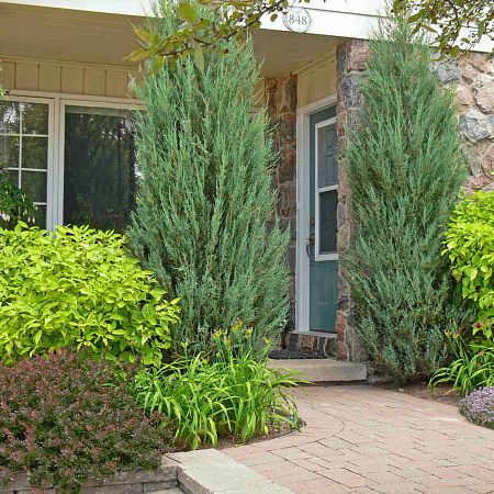Фото Можжевельник скальный Скайрокет