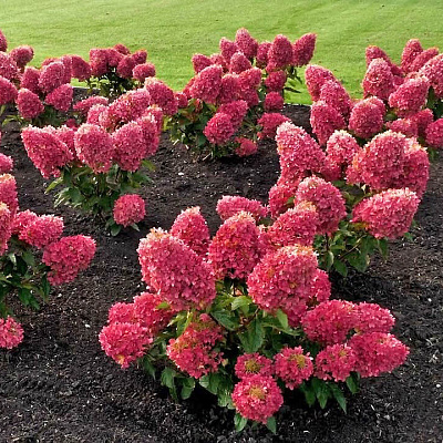 Гортензия метельчатая Расберри Пинк