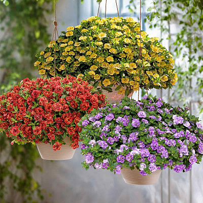 Набор махровых калибрахоа №1