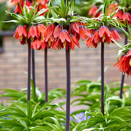 Фото Рябчик императорский Рубра