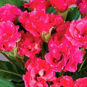 Примула Розанна Розовая