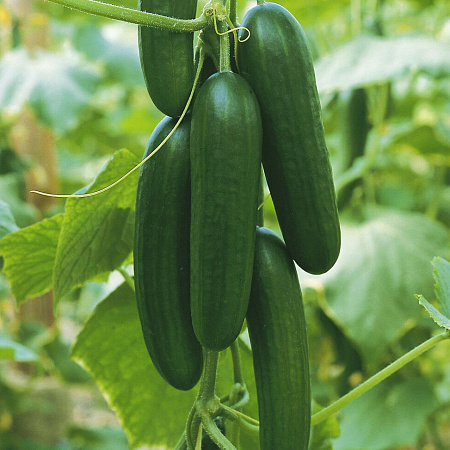 Фото Огурец Пиколино 5шт