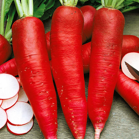 Фото Редька Кармина