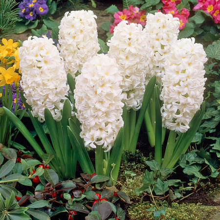 Фото Гиацинт Карнеги