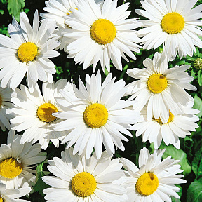 Ромашка садовая Серебряная принцесса