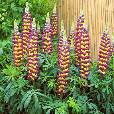 Люпин фиолетово-жёлтый