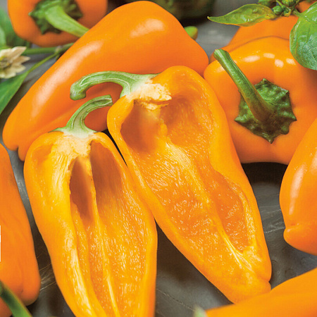 Фото Перец сладкий Арамис F1