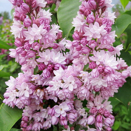 Фото Сирень обыкновенная Фэнтези