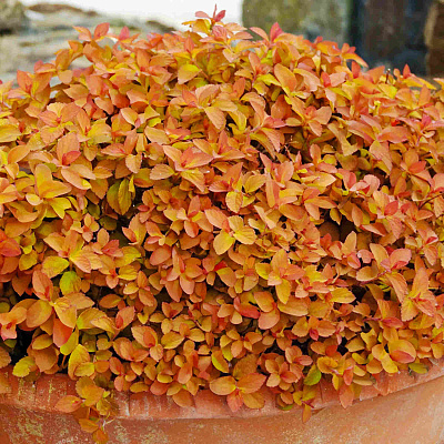 Спирея японская Зен Спирит Карамель