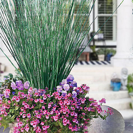 Фото Ситник мечелистный Голубая стрела 3шт