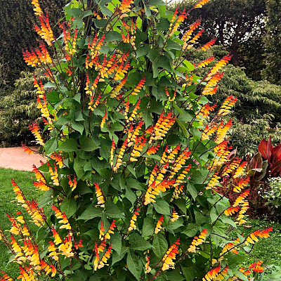 Мина лопастная Калибр