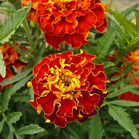 Фото Бархатцы французские Брокат ред