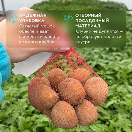 Фото Картофель Фламинго