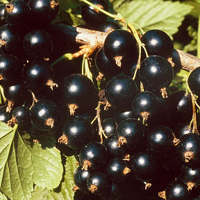 Смородина Сокровище