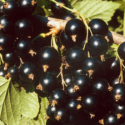 Смородина Сокровище