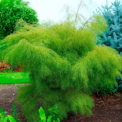 Берёза карликовая Тростс дварф