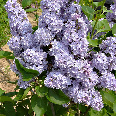 Фото Сирень обыкновенная Президент Греви