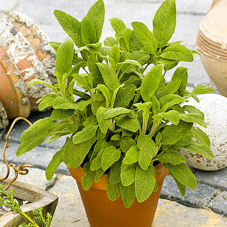 Фото Шалфей Синий платочек