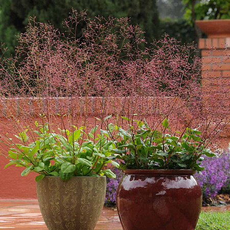 Фото Талинум метельчатый