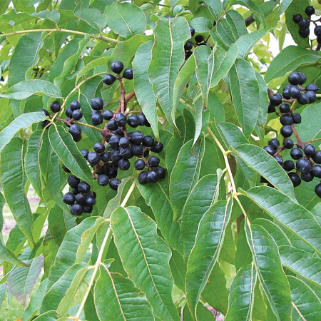 Фото Бархат Амурский