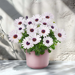 Остеоспермум Санни Феликс